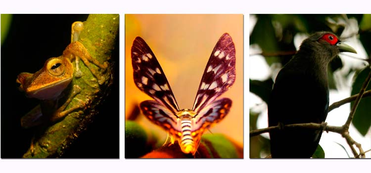 borneo